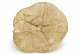 Miocene Fossil Echinoid (Clypeaster) - Taza, Morocco #114602-2